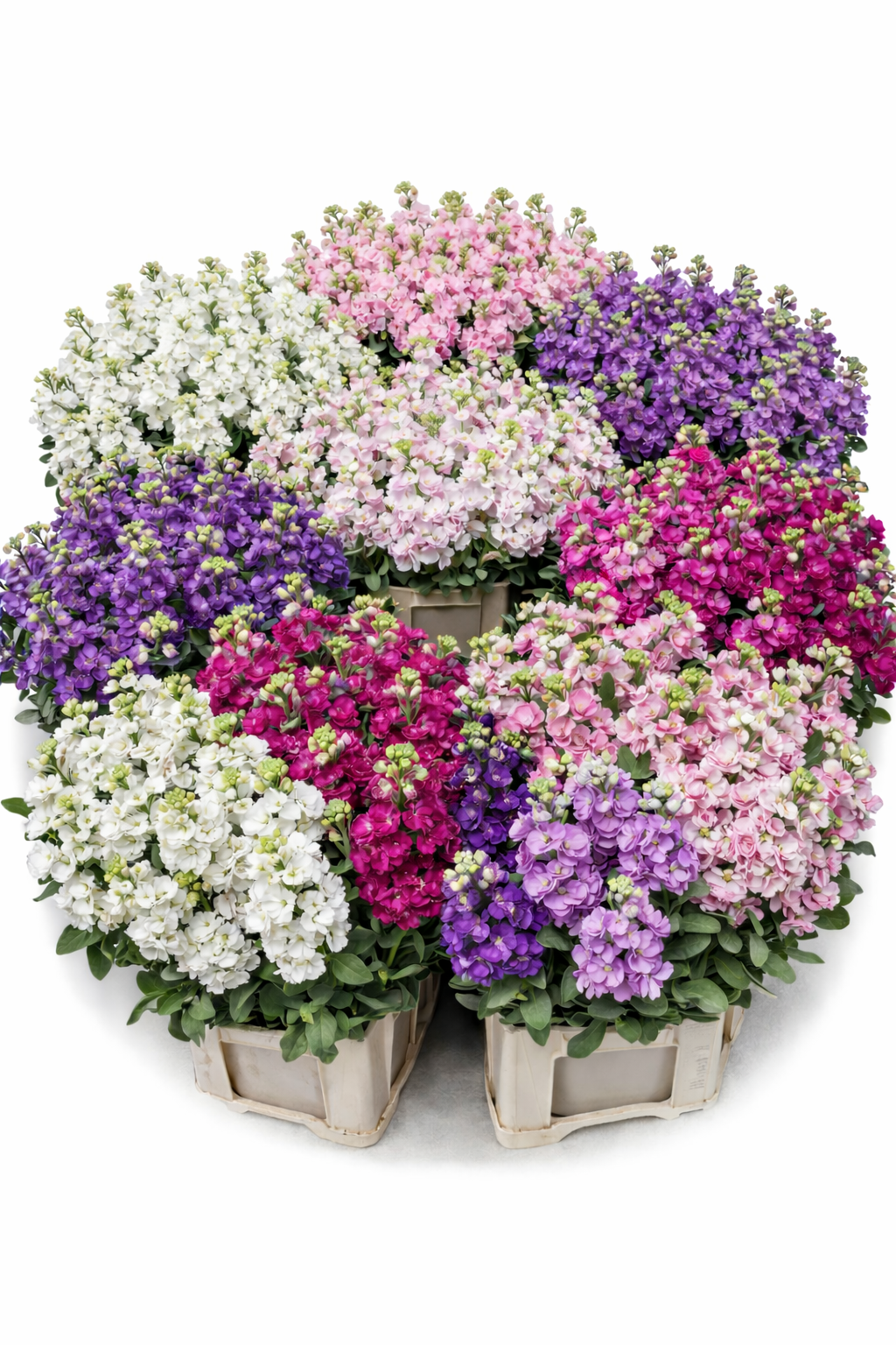 Matthiola