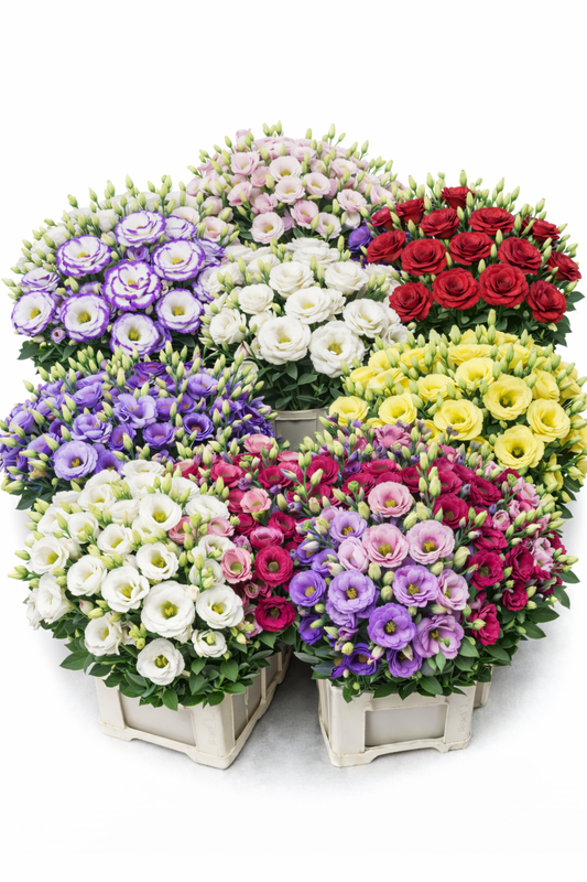 Lisianthus (Eustoma)