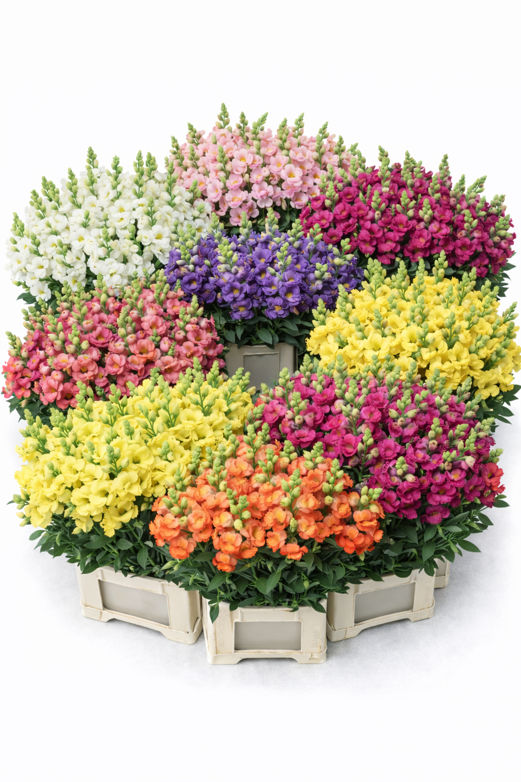 Antirrhinum (Gura Leului)